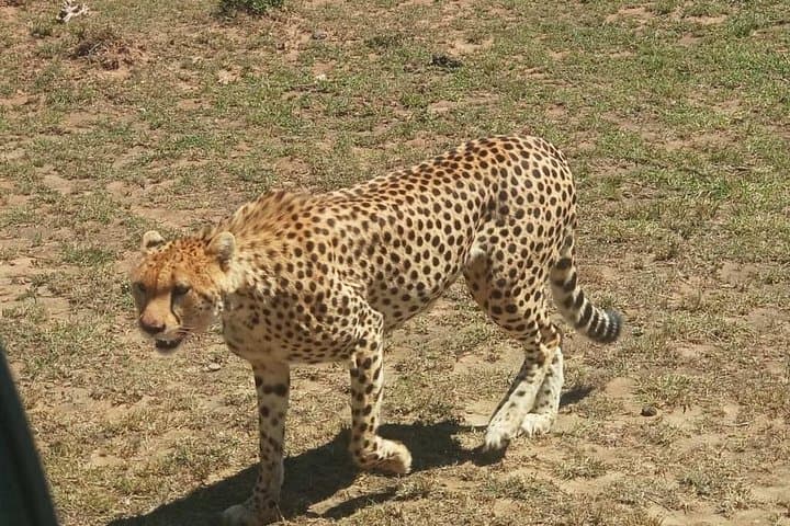 3-Day Maasai Mara Adventure Safari: Big Five, Wildebeest Migration & Eco-Camp photo 2