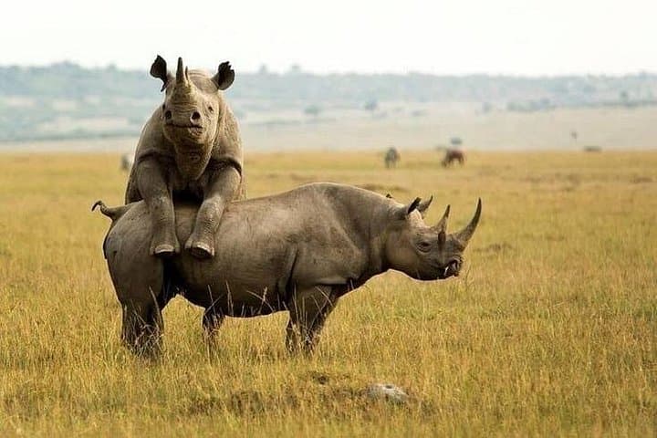3-Day Maasai Mara Adventure Safari: Big Five, Wildebeest Migration & Eco-Camp photo 3