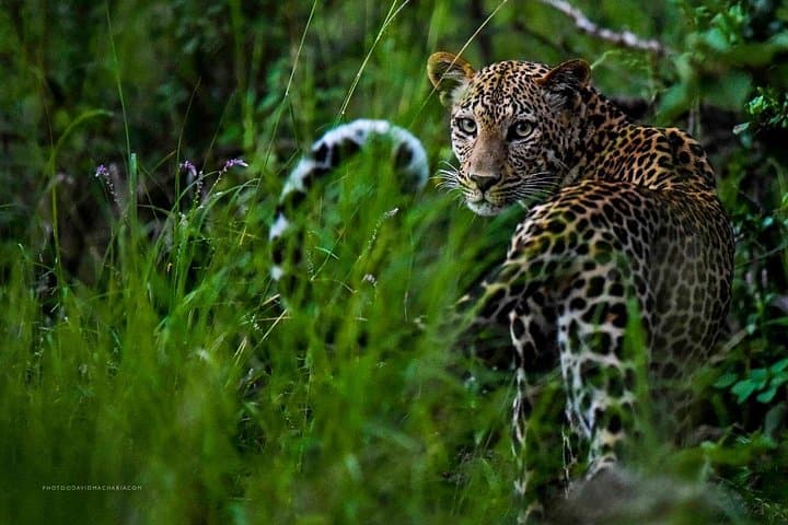 3-Day Maasai Mara Adventure Safari: Big Five, Wildebeest Migration & Eco-Camp photo 4