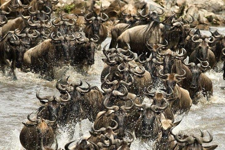 3-Day Maasai Mara Adventure Safari: Big Five, Wildebeest Migration & Eco-Camp photo 5