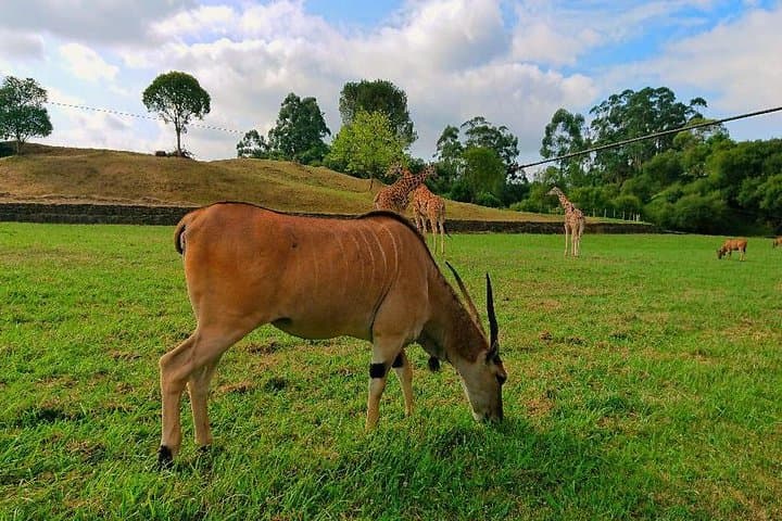 Cabárceno Natural Park Guided Visit from Santander — Drive-Through Wildlife & Live Demonstrations