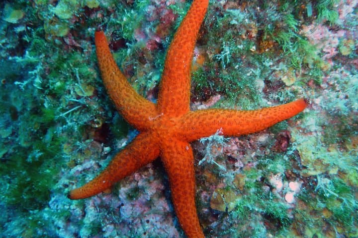 Discover Scuba Diving on Krk Island — Beginner Intro and 3-Day Course photo 3