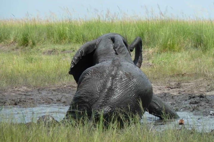 Madikwe Game Reserve Day Safari from Gaborone — Big Five in a Malaria-Free Reserve photo 2
