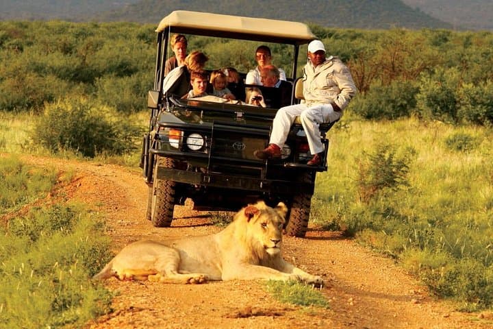 Madikwe Game Reserve Day Safari from Gaborone — Big Five in a Malaria-Free Reserve photo 3