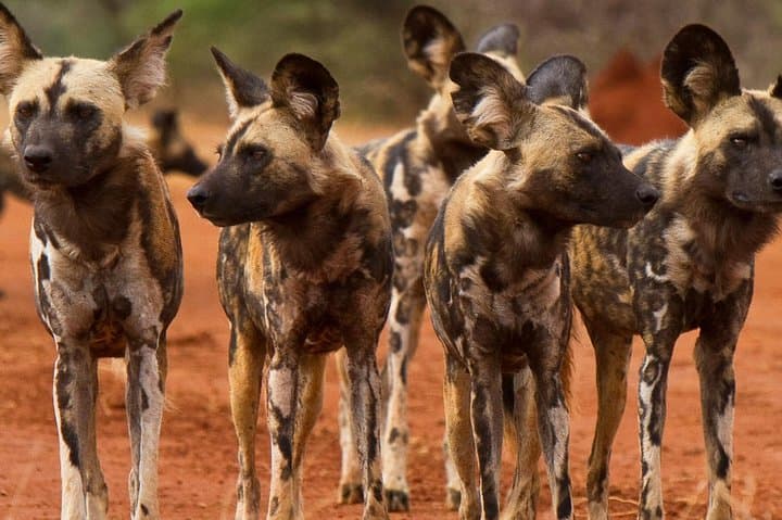 Madikwe Game Reserve Day Safari from Gaborone — Big Five in a Malaria-Free Reserve photo 4