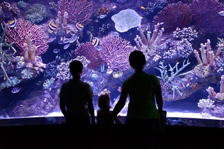 Antalya Aquarium Visitor Guide — Walk the 131-Meter Tunnel Aquarium photo 4