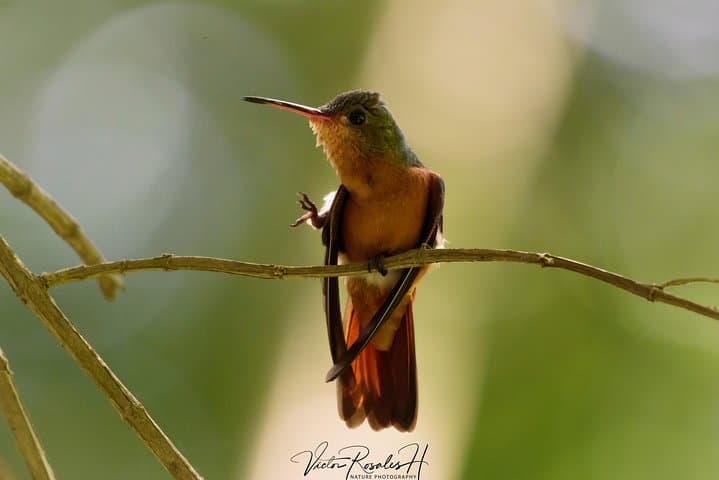 Birdwatching the Mayan Cities: Guided Tour to Dzibanche from Bacalar photo 4
