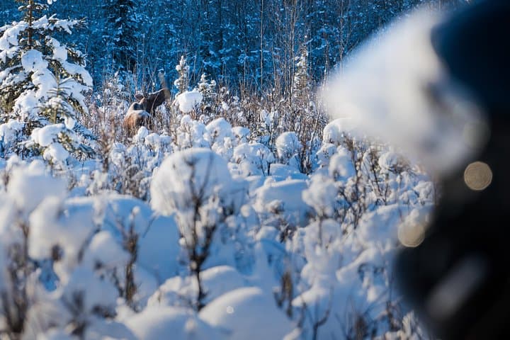 Experience Alaska’s Wilderness: Guided Snowmobile Tour Near Fairbanks photo 5