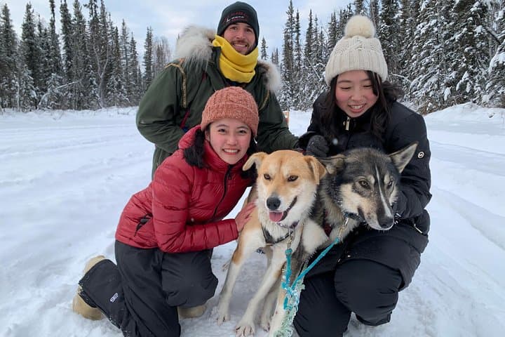 North Pole Alaska Dog Sledding: 30-Minute Mushing with Alaskan Huskies