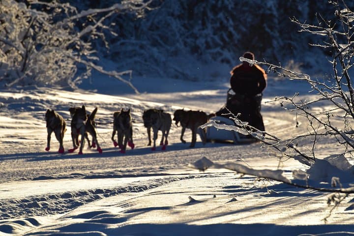 North Pole Alaska Dog Sledding: 30-Minute Mushing with Alaskan Huskies photo 4
