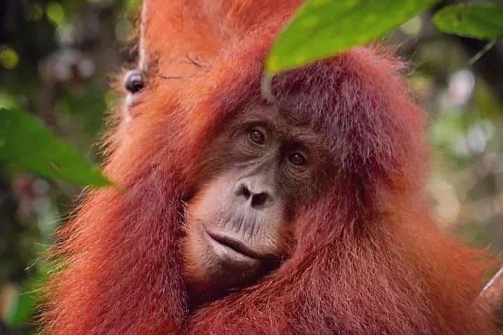 Overnight Trekking in Ketambe: Sumatra Jungle Trek and Wild Orangutan Encounters