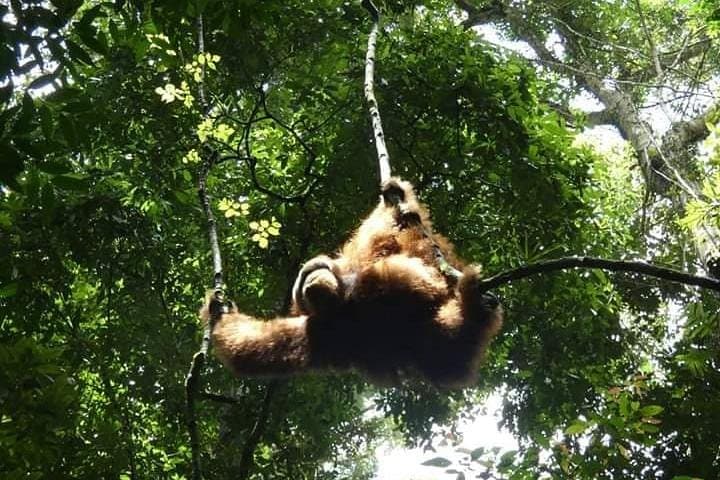 Overnight Trekking in Ketambe: Sumatra Jungle Trek and Wild Orangutan Encounters photo 2