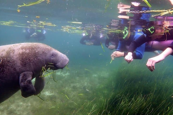 Experience Crystal River's Manatee Snorkel Adventure with Expert Guides photo 2