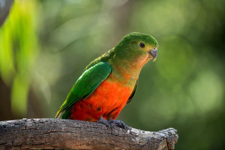 Great Ocean Road Private Tour: Twelve Apostles, Koalas & Otway Rainforest in One Day photo 2