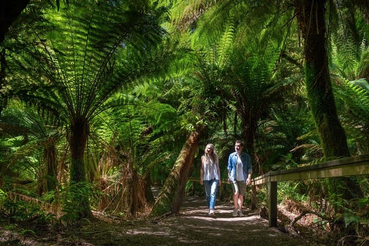 Great Ocean Road Private Tour: Twelve Apostles, Koalas & Otway Rainforest in One Day photo 3