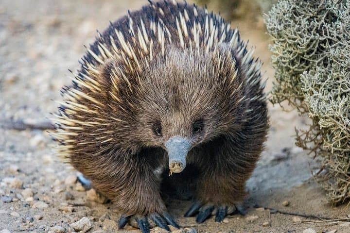 Great Ocean Road Private Tour: Twelve Apostles, Koalas & Otway Rainforest in One Day photo 4
