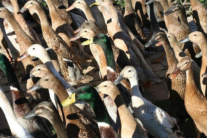 Cape Town Family Wine & Wildlife: Full-Day Private Tour with Aquarium, Giraffes & Duck Run photo 2