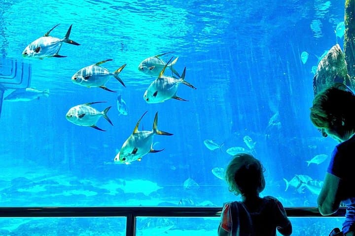 Cape Town Family Wine & Wildlife: Full-Day Private Tour with Aquarium, Giraffes & Duck Run photo 3