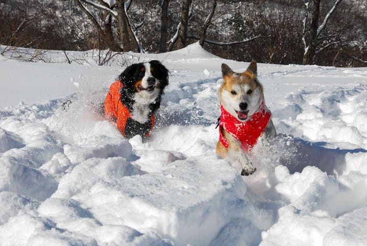 Mount Daisen Snowshoe Tour — Guided Winter Walk with Outdoor Lunch photo 3