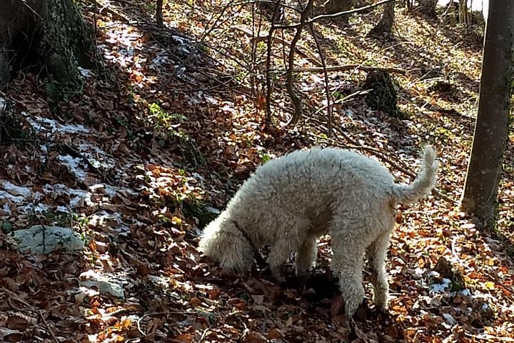 Truffle Hunting Near Lake Garda — Guided Dog-Led Foraging & Local Lunch photo 3