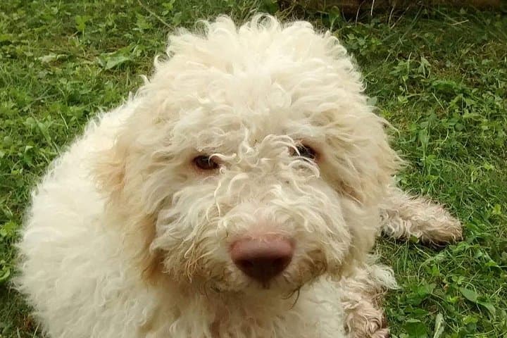 Truffle Hunting Near Lake Garda — Guided Dog-Led Foraging & Local Lunch photo 2