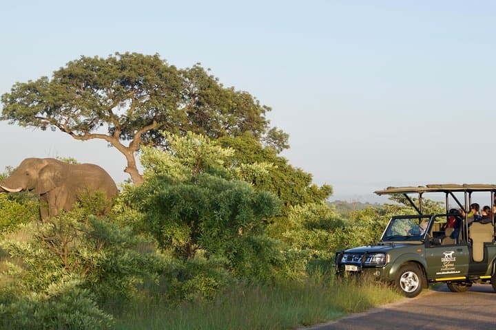 3-Day Kruger Safari: Big 5 Game Drives with Gecko Lodge Stay photo 2