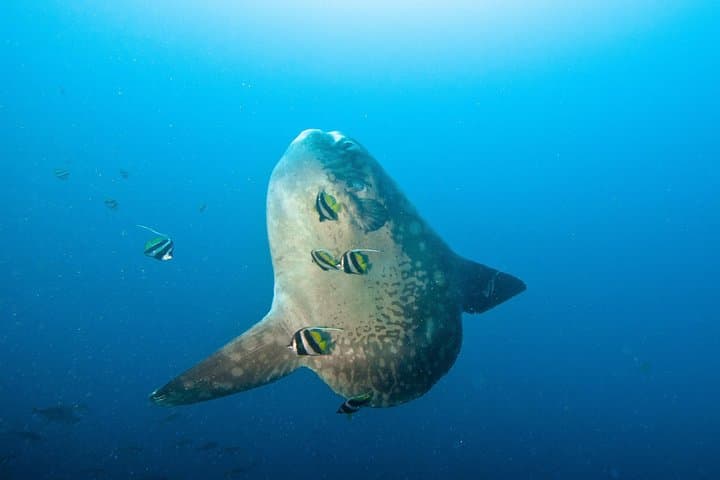 Three-Dive Nusa Penida: Manta Points, Mola-Mola & Pristine Reefs