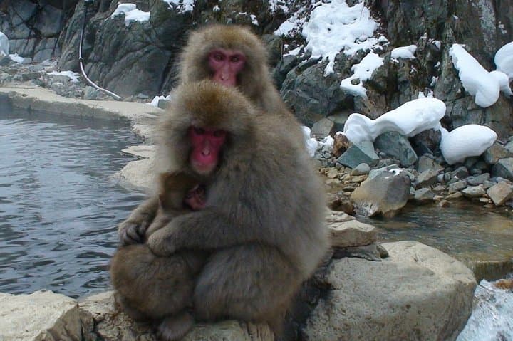 Nagano Ski Buffet: Deep Powder, Snow Monkeys & Onsen Recovery photo 2