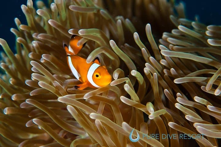 Three-Dive Nusa Penida: Manta Points, Mola-Mola & Pristine Reefs photo 2