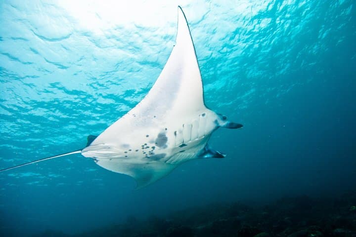 Three-Dive Nusa Penida: Manta Points, Mola-Mola & Pristine Reefs photo 3