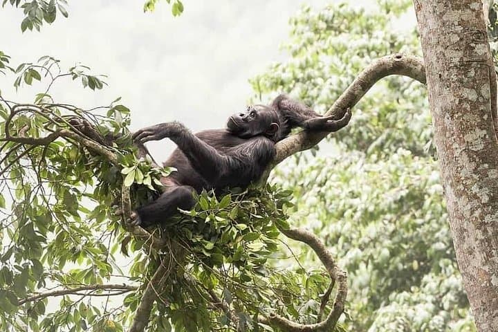 Nyungwe Chimp Trek & Canopy Walk: 2-Day Wildlife Adventure from Kigali photo 5