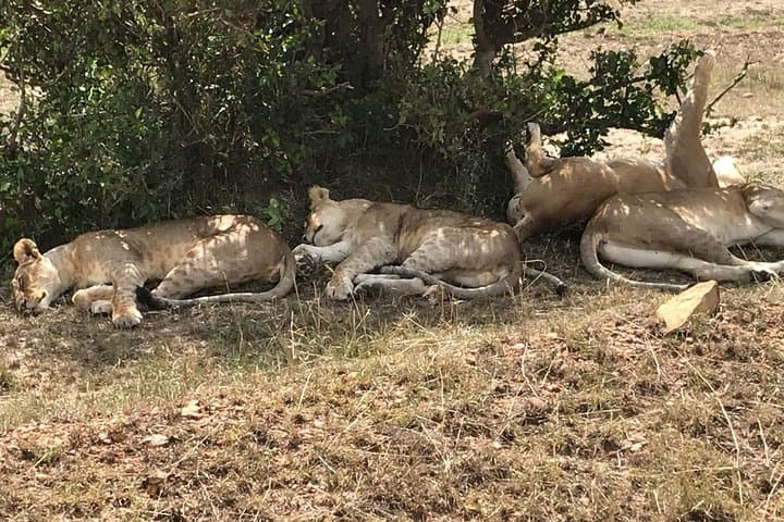 Budget Maasai Mara: 3-Day Group Safari for First-Time Game Watchers photo 2