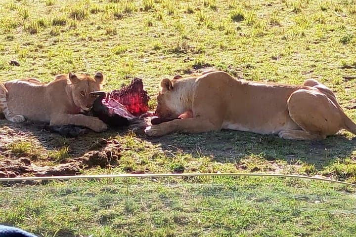 Budget Maasai Mara: 3-Day Group Safari for First-Time Game Watchers photo 3