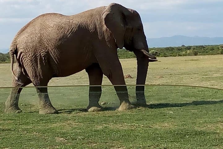 Budget Maasai Mara: 3-Day Group Safari for First-Time Game Watchers photo 4