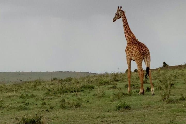 Budget Maasai Mara: 3-Day Group Safari for First-Time Game Watchers photo 5