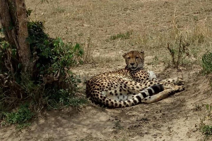 Budget Maasai Mara: 3-Day Group Safari for First-Time Game Watchers photo 6