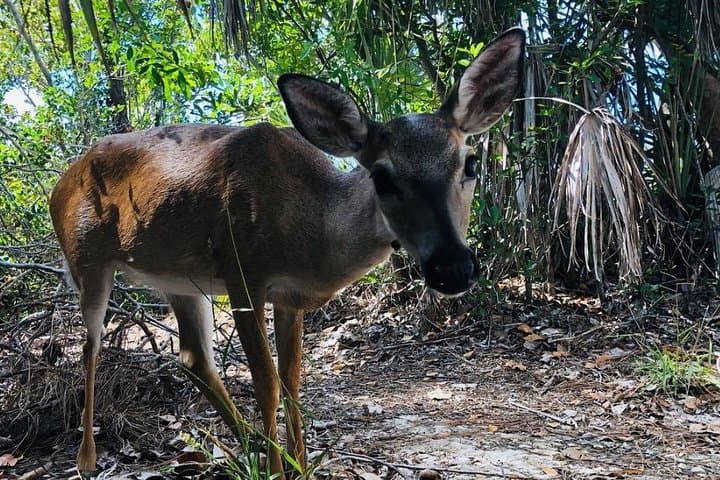 Exploring the Florida Keys: A Full-Day Road Trip from Key West with Aquarium Encounters photo 6