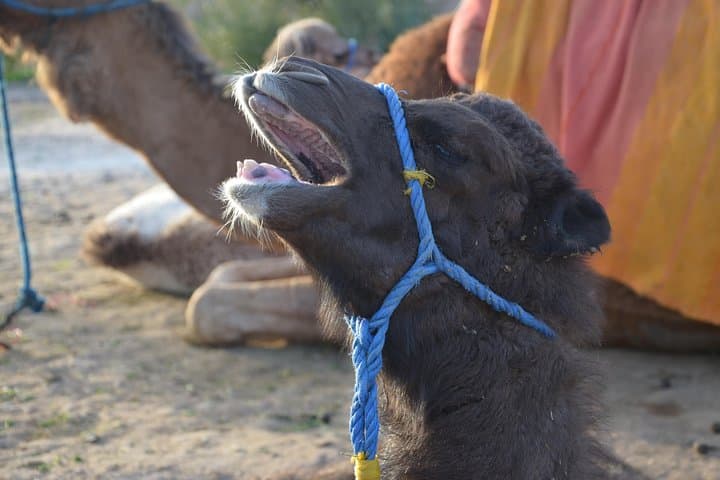 Palmeraie Camel Ride: 1-Hour Palm Grove Experience Near Marrakech photo 6