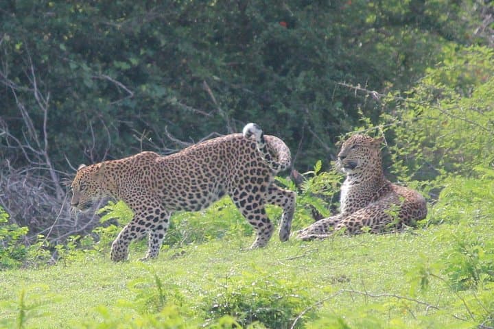 Highlights of Sri Lanka: 7-Day Cultural, Tea and Wildlife Adventure photo 4