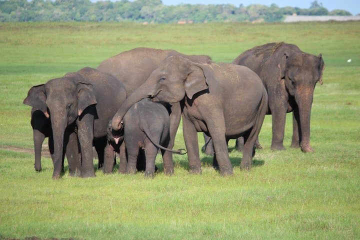 Highlights of Sri Lanka: 7-Day Cultural, Tea and Wildlife Adventure photo 6