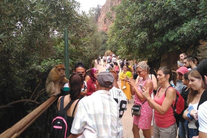 Ouzoud Falls Full-Day Trip from Marrakech — Swim, Hike and Spot Monkeys photo 5