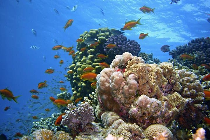Ras Mohammed and White Island Full-Day Boat Trip from Sharm el-Sheikh photo 5