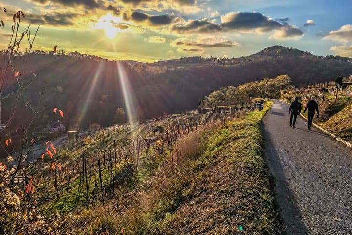 Wachau Winter Walk: Krems Vineyard Hike & Danube Views photo 6
