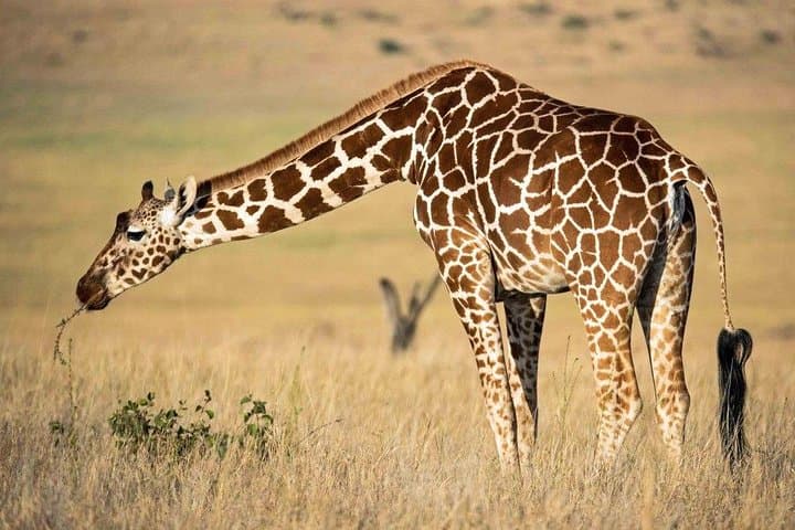 9-Day Kenya and Tanzania Safari: Masai Mara, Serengeti & Ngorongoro photo 5