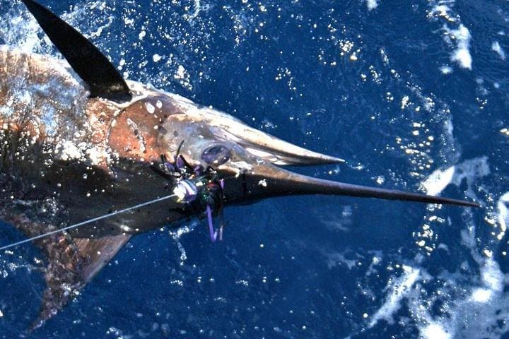 Deep Sea Fishing Adventure in San Juan: Private Charter on The Legend photo 5