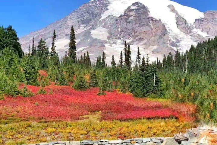 Mount Rainier Day Tour from Seattle: Paradise, Narada Falls & Longmire photo 5