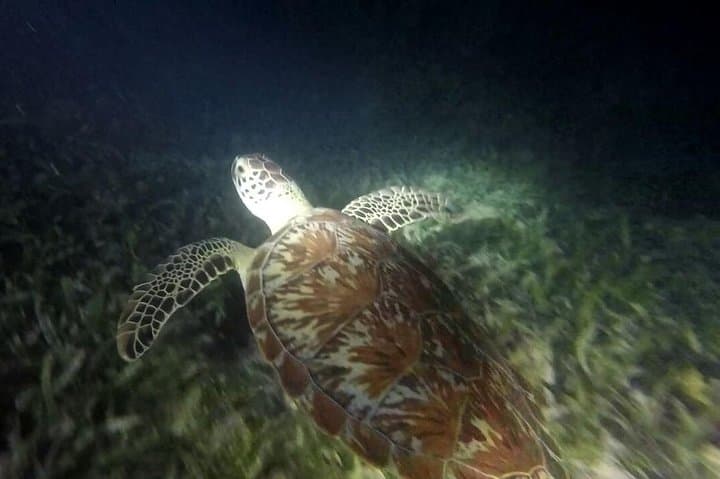Roatan 2-Stop Snorkeling and Island City Tour — Reef, Rum & Hilltop Views photo 5