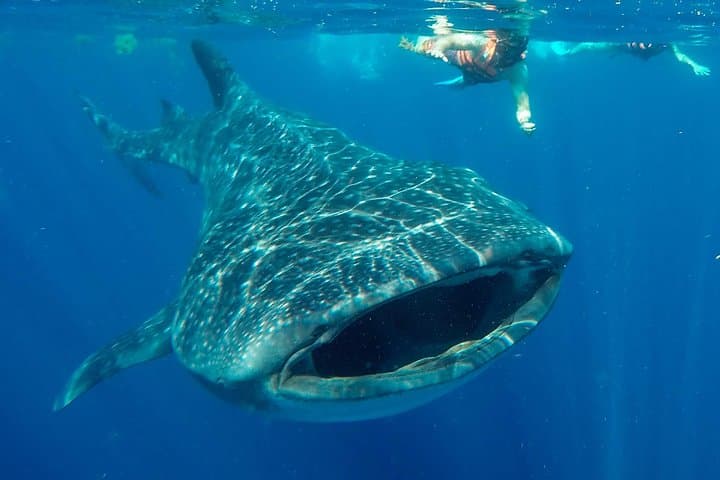 Swim with Whale Sharks from Cancun: Small-Group Encounter to Isla Mujeres