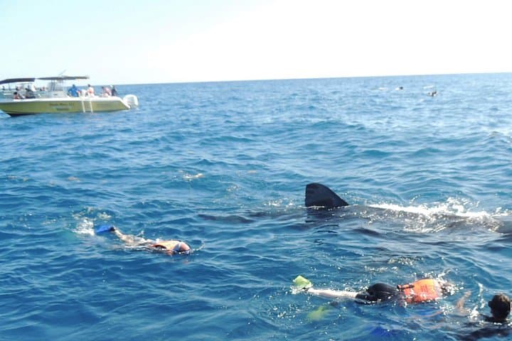 Swim with Whale Sharks from Cancun: Small-Group Encounter to Isla Mujeres photo 2
