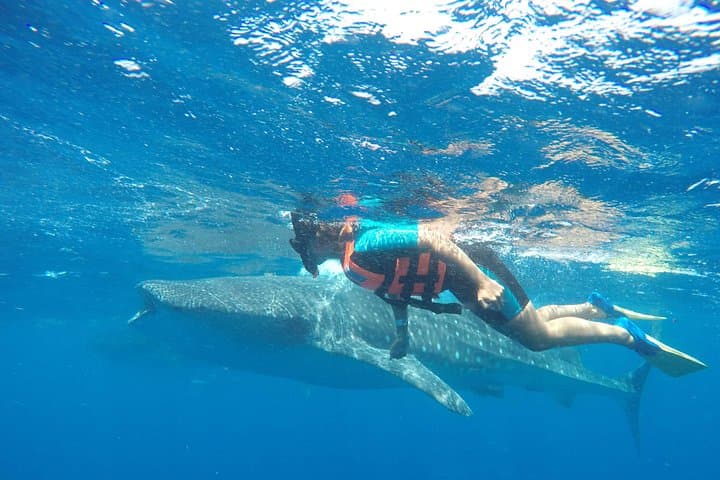 Swim with Whale Sharks from Cancun: Small-Group Encounter to Isla Mujeres photo 3